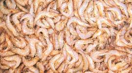 Shrimps, India shrimp market, India shrimp sales, India shrimp industry, India shrimp exports, Shrimp farming