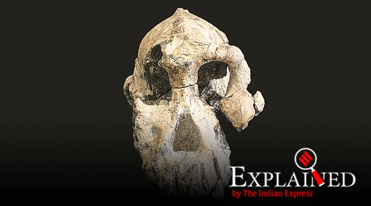 What a skull tells us about human evolution