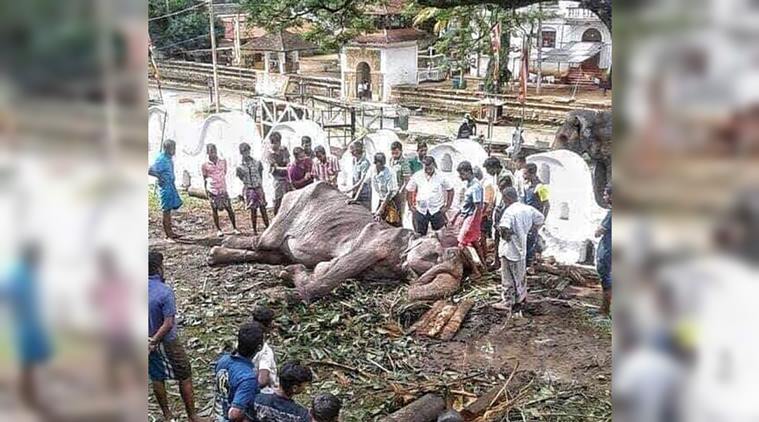 sri lanka, sri lanka sketetal elephant, sri lanka sri lanka emaciated elephant, tikiri collapse, sri lanka starving elephant collapse, viral news, indian express