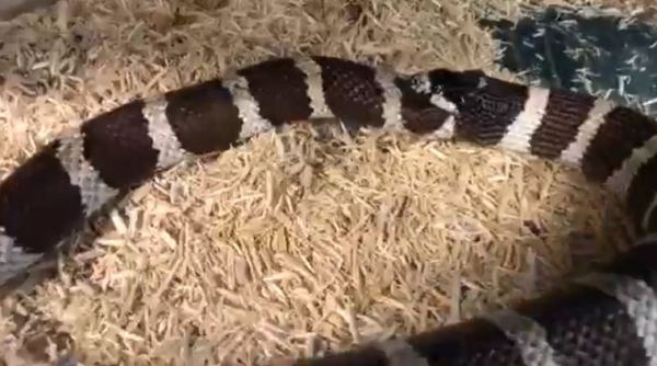 snake, snake video, snake eat itself, snake swallow half its body, kingsnake bites its tail, viral snake videos, indian express