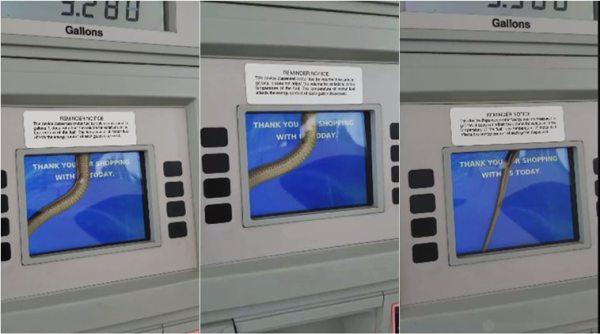 snake videos, snake in gas pump, snake in gas station, gas pump snake video, viral videos, snake in odd places, indian express