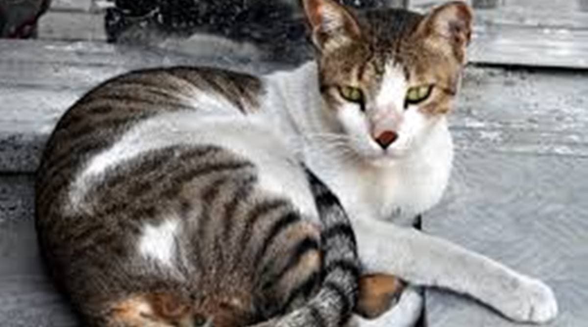 stray cat vaccinations