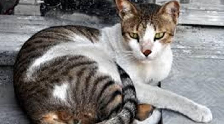 PMC to begin programme for sterilisation and vaccination of stray cats