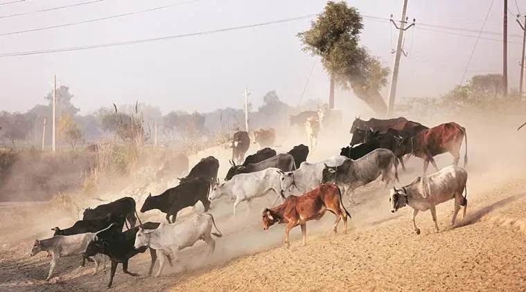Uttar prdaesh stray cattle, clash over stray cattle, UP village stray cattle, UP police