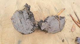 tarball Mumbai coastline, tarballs, Marine Drive promenade, Mumbai beaches, Mumbai news, indian express