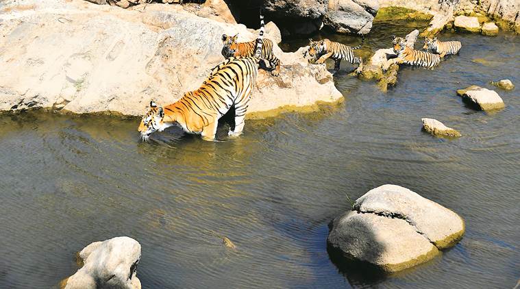 tigers outside reserves, tiger reserves, tiger population, tiger in numbers, indian express news
