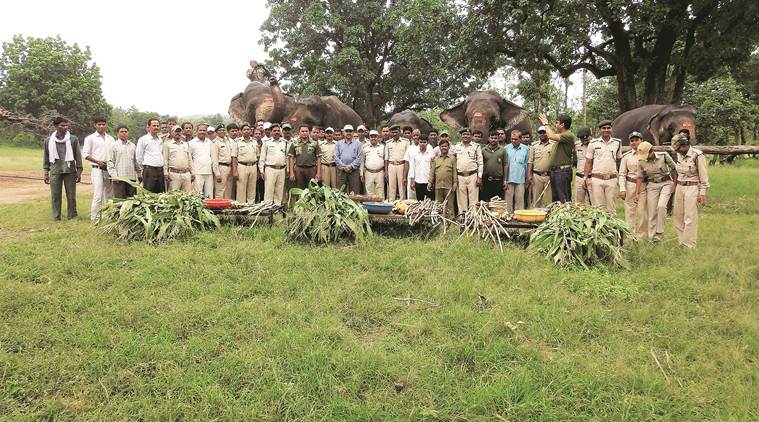 tigers outside reserves, tiger reserves, tiger population, tiger in numbers, indian express news