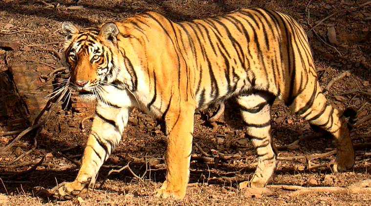 Corbett National Park, tigers in Corbett National Park, Corbett National Park tigers, Corbett National Park ranjit lal, Corbett National Park, indian express, indian express news