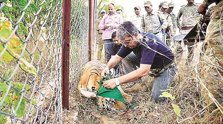 tigers outside reserves, tiger reserves, tiger population, tiger in numbers, indian express news