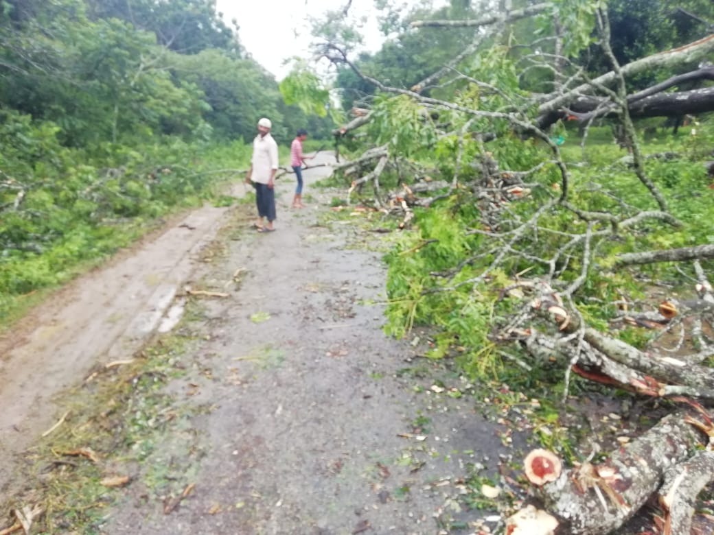 tree fall kodagu