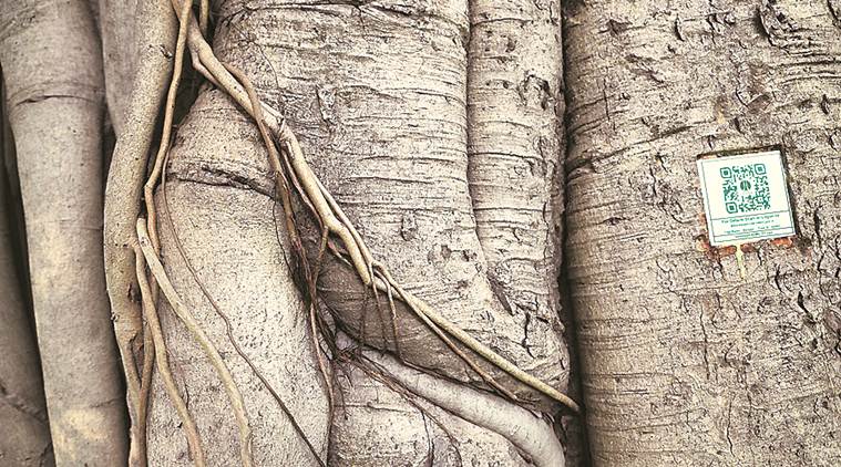 delhi, delhi news, delhi trees qr codes, qr codes on delhi trees, qr codes on trees, delhi forest department