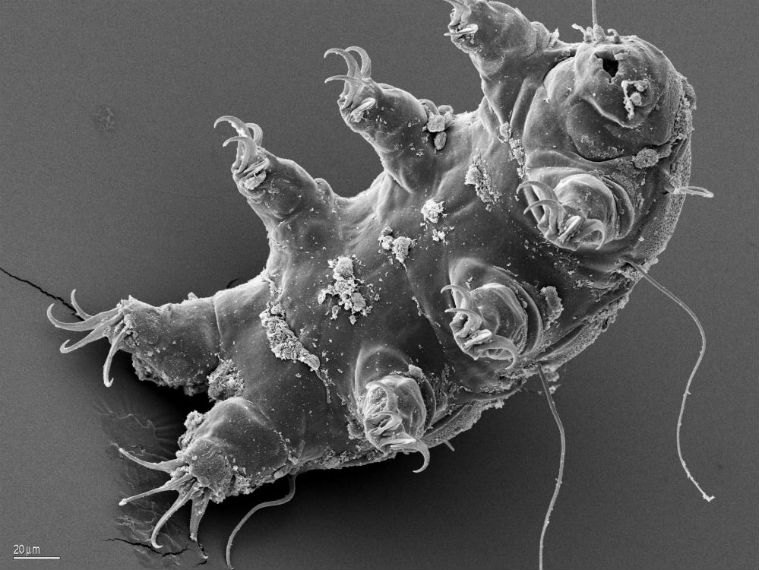 Moon is now home to thousands of ‘water bears’, Earth’s toughest animal