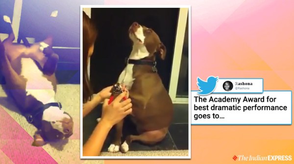 cute dog videos, pitbull nail trimming acting video, dog pretends to faint during nail trim, viral video, funny video, indian express