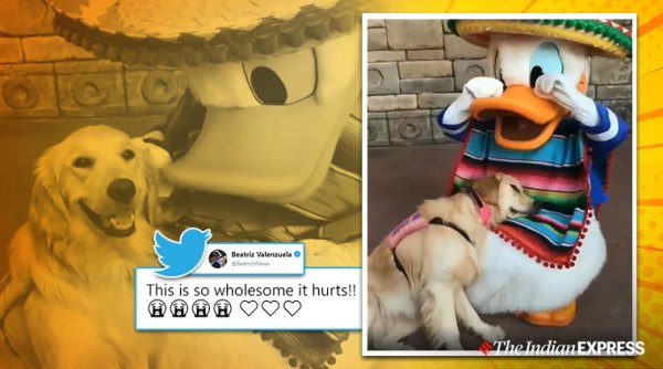 service dog meets donald duck, golden retriever meets donald duck, dog meets disney characters, nala the helper dog, austism service dog, indian express