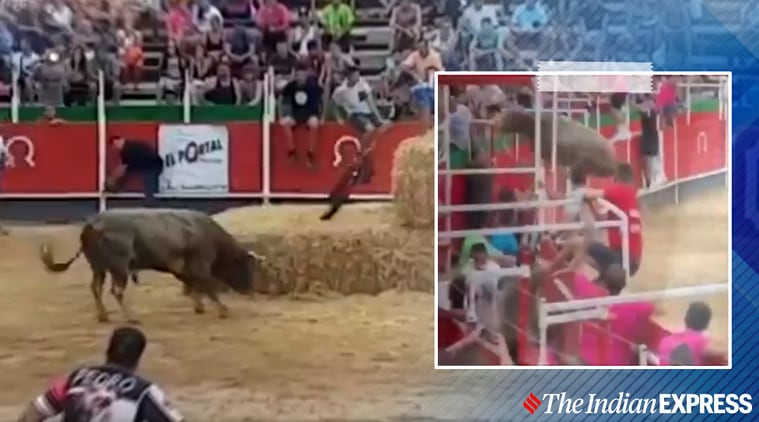 bull attacks people, spain bull fighting, spain bull escapes ring, viral videos, indian express