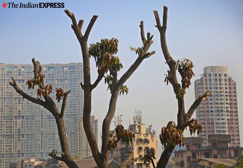 save aarey forests, Mumbai metro, Mumbai aarey forests, Mumbai aarey, bmc, bmc aarey, brihanmumbai mumicipal corporation, bmc trees, bombay high court, mumbai news