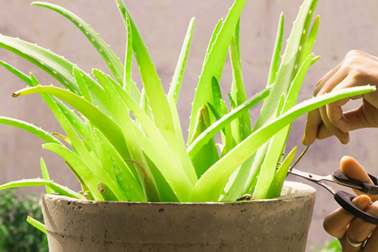 aloe vera, aloe vera vera gel, aloe vera for mosquito bites, indian express