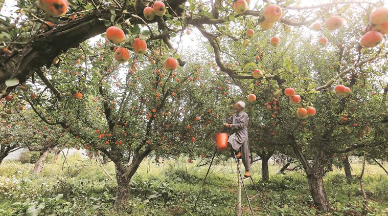 apple market in kashmir, sopore fruit mandi, kashmir, kashmir apples orchards, kashmir clampdown, nafed, kashmir news