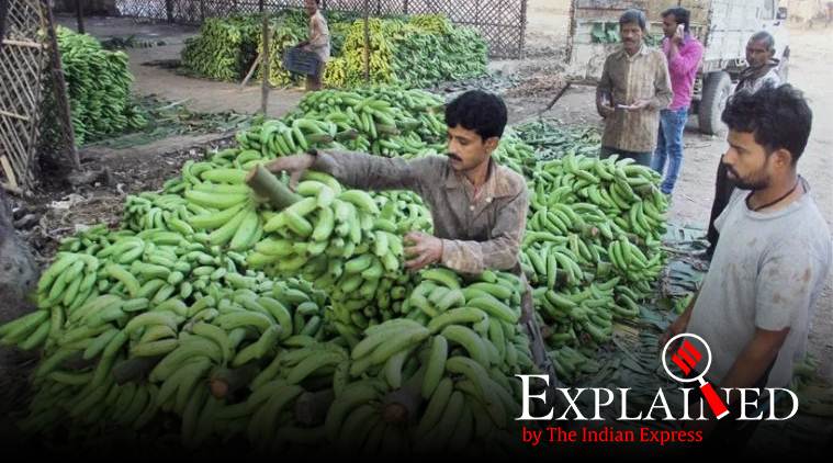 Bananas are recognised as the most important fruit crop, providing food, nutrition, and income for millions in both rural and urban areas across the globe