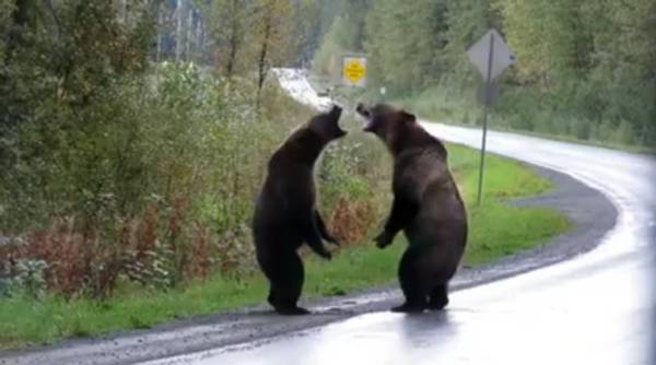 bear, bear fight, bear fight on road, bear fight viral video, bear fight canada, trending, indian express, indian express news