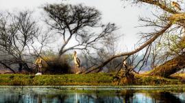 popular tourist destinations, lesser-known destinations India, indianexpress.com, indianexpress, bhartpur, chettinad, ziro valley, jambughoda, kannur, kerala hotspots, apatani tribe, cleartrip holiday planner, vacation ideas, where to visit in India, India tourism,