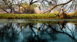 MoEFCC proposes plan, protect birds, bird habitats, Maharashtra news, indian express news