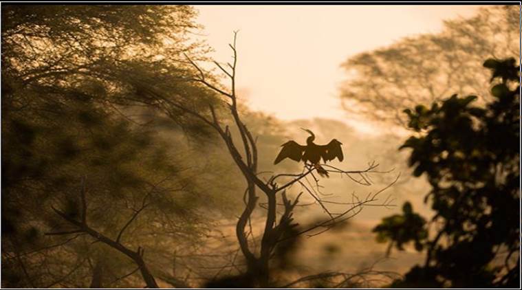travel, weekend travel, bharatpur bird sanctuary, indian express, indian express news 