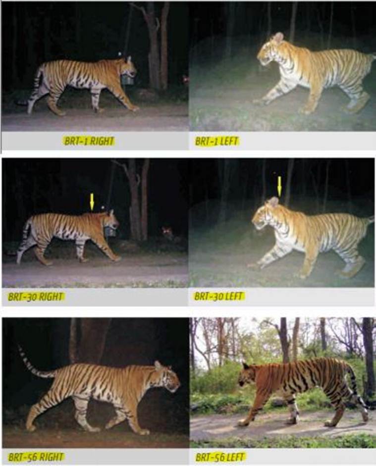 Tiger count up but official photos show one in seven could just be a paper tiger