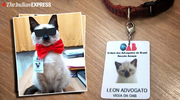 cat, cat hired lawyer, cat hired as lawyer viral story, cat hired as lawyer Brazil 