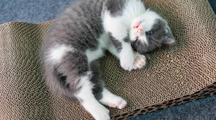 His cat’s death left him heartbroken. So he cloned it.