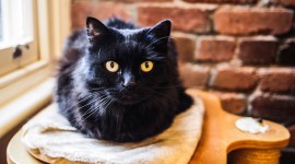 black cat, omen, superstition, friday the 13th, indian express news