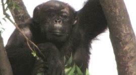 chimpanzee delhi city news, chimpanzees in delhi zoo, animal care in delhi zoo, delhi zoo, delhi high court