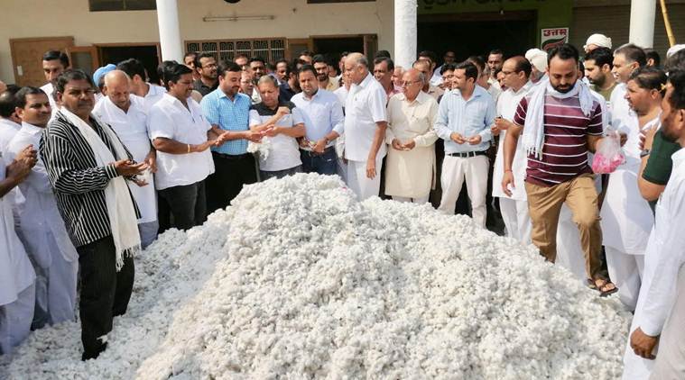 Rich dividends for Punjab farmers expected from bumper cotton crop this season