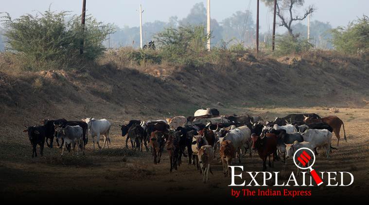 american cows, indian cows, desi cows, Punjab cows, punjab stray cattle, punjab news