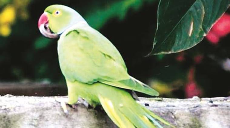 Chandigarh news, chandigarh birds deformed beaks, beak deformities in Chandigarh birds, indian express 