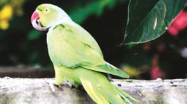 deformed beak 759 Chandigarh news, chandigarh birds deformed beaks, beak deformities in Chandigarh birds, indian express