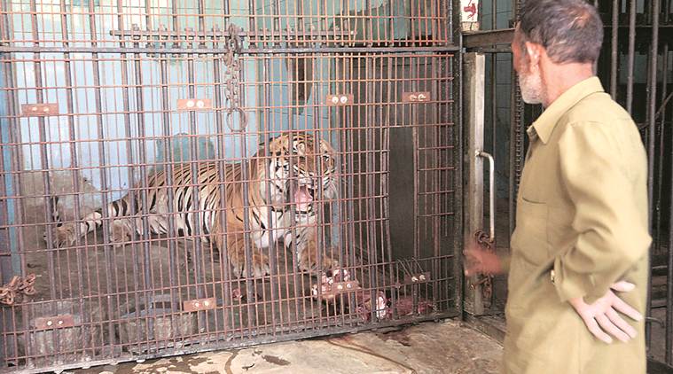 Delhi: Zookeeper attacked while trying to give water to Royal Bengal tiger