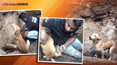 viral video dog buried puppies, Animal Aid Unlimited, dog rescue, dog rescues puppies, trending, indian express, indian express news