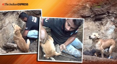 Heartwarming video of dog digging her puppies out of debris leaves netizens  emotional | Trending News,The Indian Express
