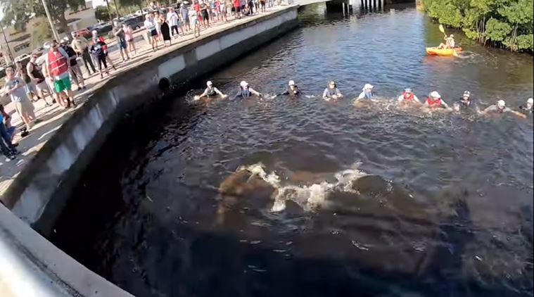 marine animal rescue, dolphins rescued from canal, rescuers human chain dolphin rescue, viral videos, good news, indian express