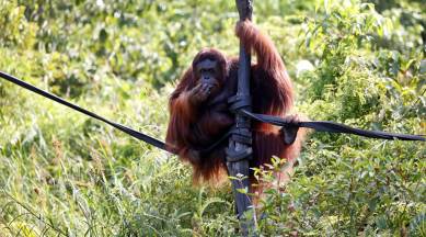 Sleepy to sleepless? Indonesia's future capital in the forest