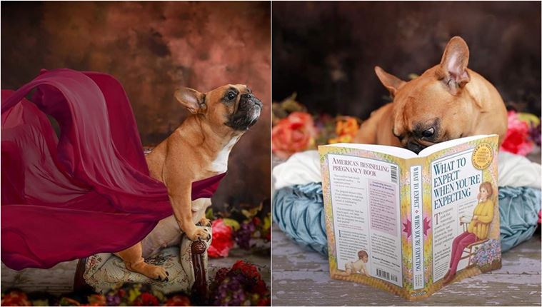 Capture Heartwarming Moments: Maternity Pictures with Dogs for a