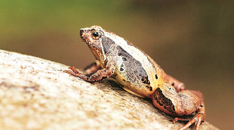 New frog from Arunachal named after Greek goddess