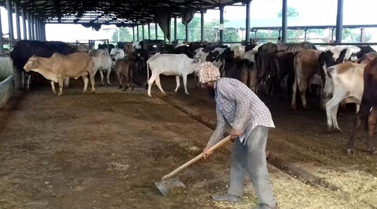 Punjab news, Ludhiana city news, Punjab stray cattle, Punjab government guashala, stary catelly guashala, indian express
