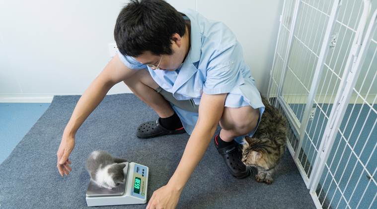 His cat’s death left him heartbroken. So he cloned it