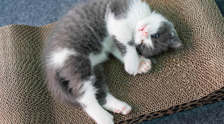 His cat’s death left him heartbroken. So he cloned it