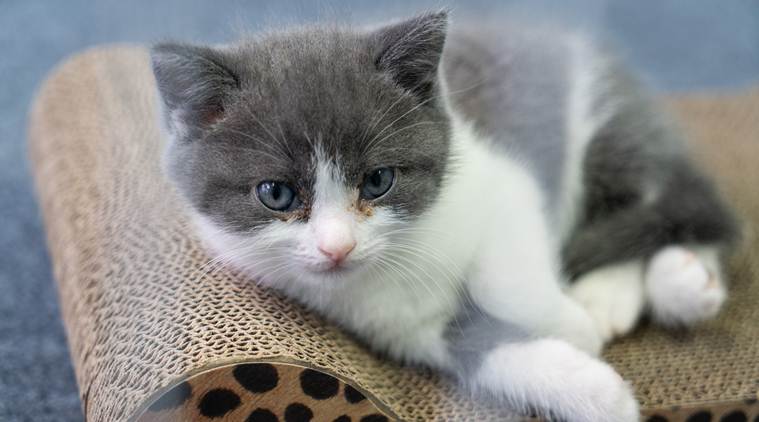 His cat’s death left him heartbroken. So he cloned it