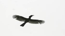 Mumbai lakes, beauty, birds, green lungs, eye 2019, sunday eye, indian express, indian express news