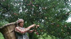 apple loader killed in Kashmir, punjab apple traders return from Kashmir, Kashmir apple trade after article 370 scrapping, Charanjeet Popli, indian express news