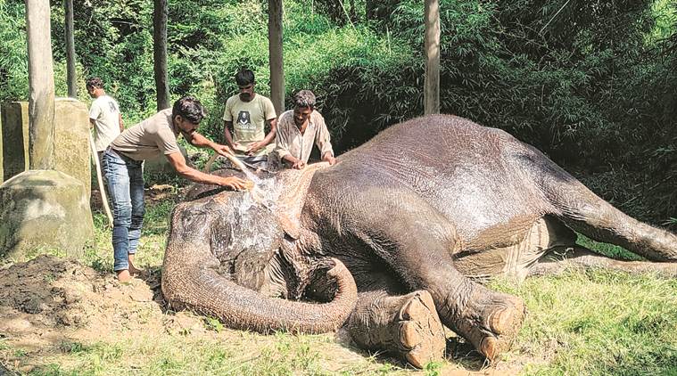 Delhi missing elephant, delhi laxmi elephant, Ban Santour elephant rehabilitation centre, elephant laxmi, delhi city news
